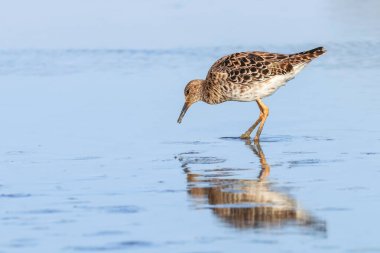 Ruff su kuşu (Philomachus pugnax) Suda yakut