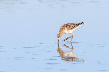 Ruff su kuşu (Philomachus pugnax) Suda yakut