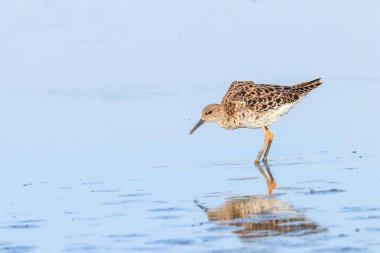 Ruff su kuşu (Philomachus pugnax) Suda yakut