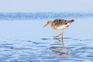 Ruff su kuşu (Philomachus pugnax) Suda yakut