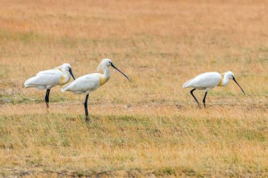Avrasya Kaşıkları (Platalea lökosorodia) Yaygın Kaşıklar