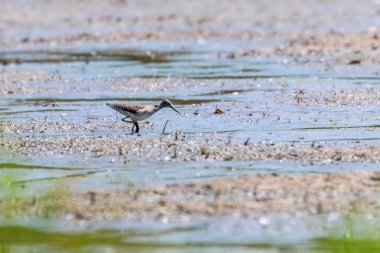 Çulluk, Çulluk Sığ Su 'da (Tringa glareola) Çulluk Kuş Çulluğu