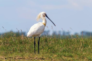 Avrasya Kaşığı Tasarısı (Platalea lucorodia) Yaygın Kaşık Faturası