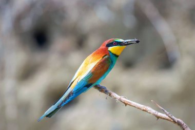 Avrupa Arı Yiyen (Merops Apiaster))