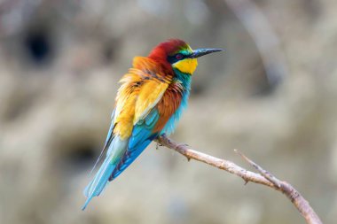 Avrupa Arı Yiyen (Merops Apiaster))