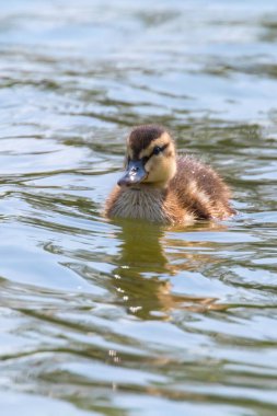 Su yüzeyinde ördek yavrusu, ördek yavrusu yüzüyor.