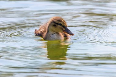 Su yüzeyinde ördek yavrusu, ördek yavrusu yüzüyor.