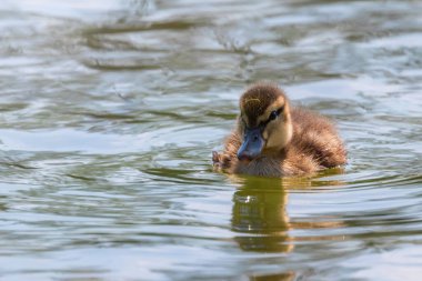 Su yüzeyinde ördek yavrusu, ördek yavrusu yüzüyor.