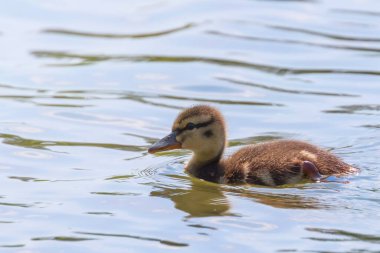 Su yüzeyinde ördek yavrusu, ördek yavrusu yüzüyor.