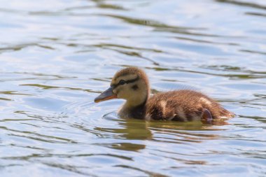 Su yüzeyinde ördek yavrusu, ördek yavrusu yüzüyor.