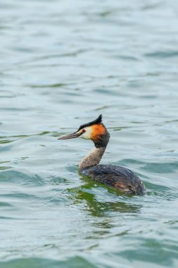 Suda büyük ibikli grebe (Podiceps kristali)