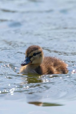 Su yüzeyinde ördek yavrusu, ördek yavrusu yüzüyor.