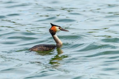 Suda büyük ibikli grebe (Podiceps kristali)