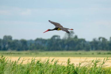 Kara Leylek Uçuyor (Ciconia nigra)
