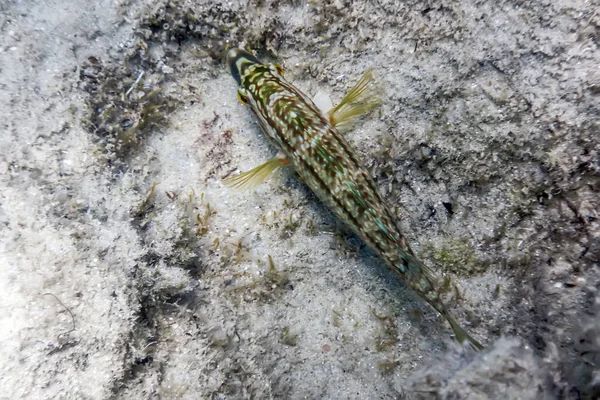 Symphodus Roissali Cinco Visto Pez Submarino Close — Foto de Stock