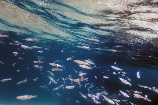 Escola Peixes Subaquática Peixes Fundo Subaquático — Fotografia de Stock