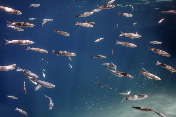 Escuela Peces Bajo Agua Peces Fondo Submarino —  Fotos de Stock