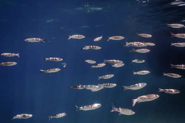 Fischschule Unter Wasser Fische Unter Wasser Hintergrund — Stockfoto