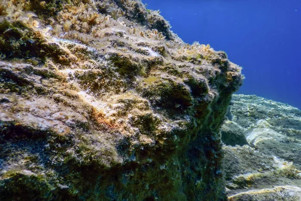 Scena Podwodna Światło Słoneczne Ryby Podwodne Życie — Zdjęcie stockowe