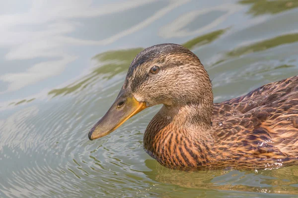 Female Mallard Duck Close — Stock Photo, Image