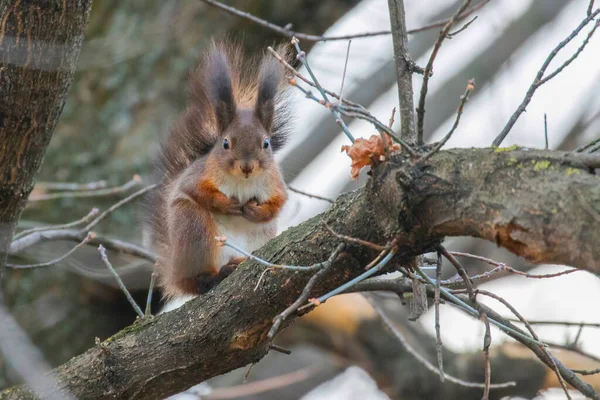 Écureuil Roux Assis Sur Arbre Écureuil Forestier Sciurus Vulgaris — Photo