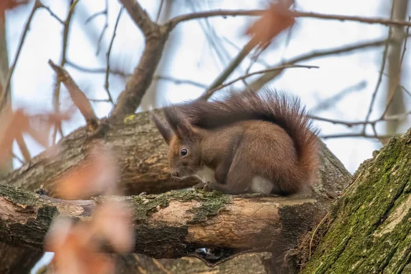 Ağaçta Oturan Kırmızı Sincap Sonbahar Orman Sincabı Sciurus Vulgaris — Stok fotoğraf