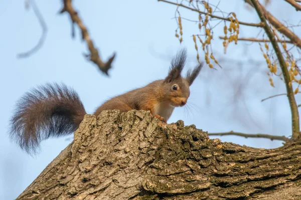 Red Squirrel Sitting Tree Forest Squirrel Sciurus Vulgaris — Stock Photo, Image