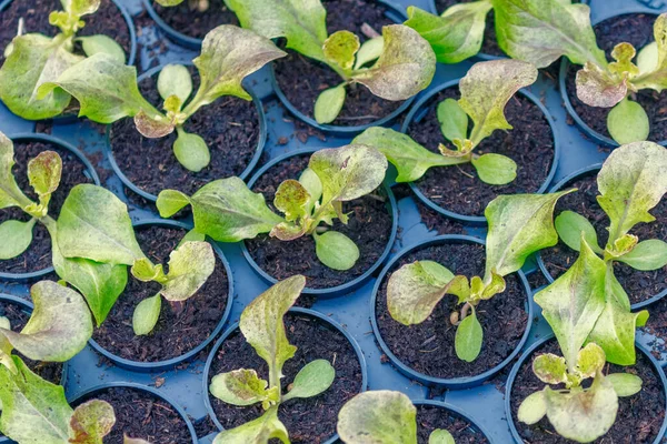 Lettuce Hydroponic Farm Lettuce Sprouts Green Young Lettuce Plants Lettuce — Stock Photo, Image