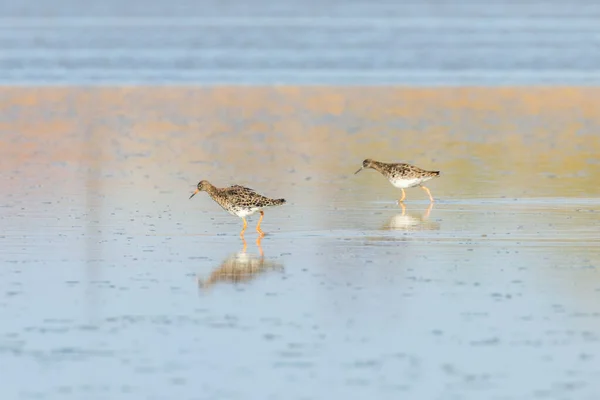 Ruff Vatten Fågel Philomachus Pugnax Ruff Vatten — Stockfoto