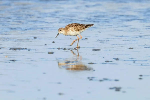 Aves Aquáticas Philomachus Pugnax Ruff Water — Fotografia de Stock