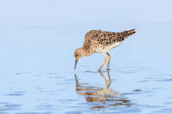 Aves Aquáticas Philomachus Pugnax Ruff Water — Fotografia de Stock