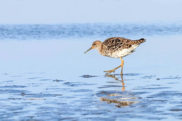 Aves Aquáticas Philomachus Pugnax Ruff Water — Fotografia de Stock