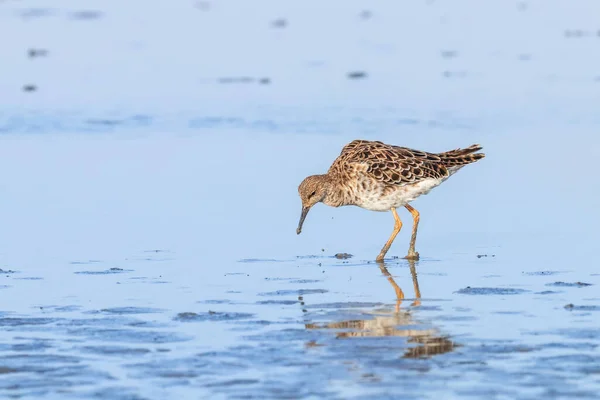 Aves Aquáticas Philomachus Pugnax Ruff Water — Fotografia de Stock