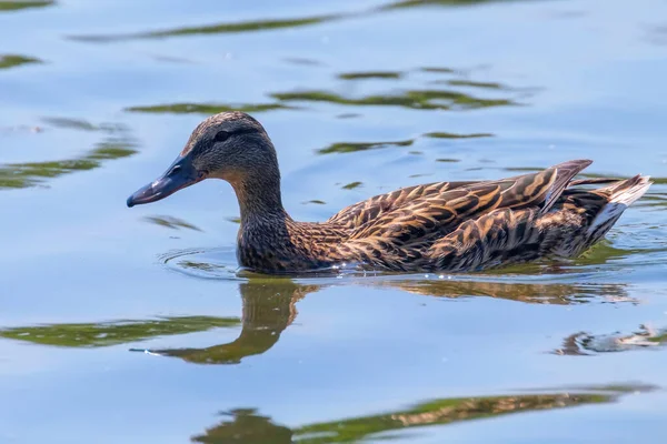 Canard Colvert Anas Platyrhynchos Canard Femelle — Photo