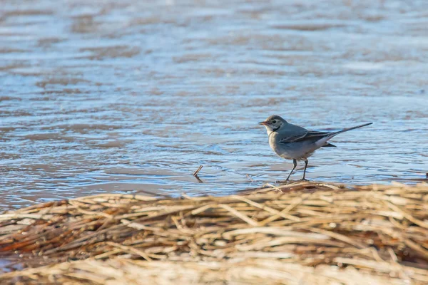 Sädesärla Söt Liten Fågel Motacilla Alba Isen Frozen Pond Vinter — Stockfoto