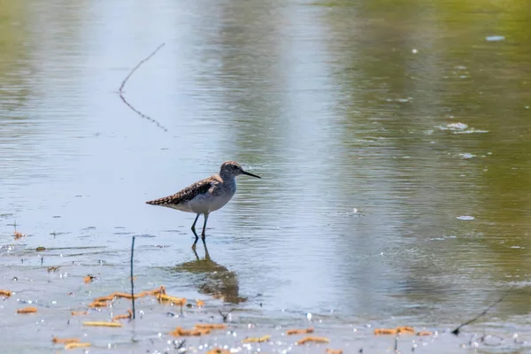 Sandpiper Sandpiper Grunt Vatten Tringa Glareola Wader Bird Sandpiper — Stockfoto