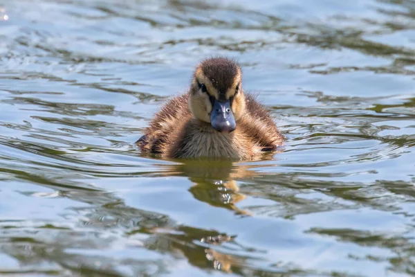 Mallard Πάπια Μωρό Στην Επιφάνεια Του Νερού Παπάκια Κολύμβηση — Φωτογραφία Αρχείου