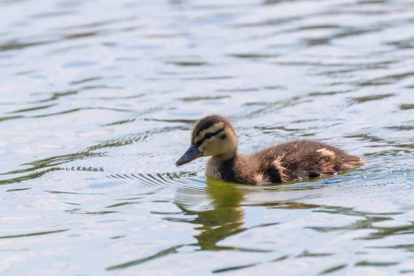 Canard Colvert Bébé Surface Eau Canetons Natation — Photo