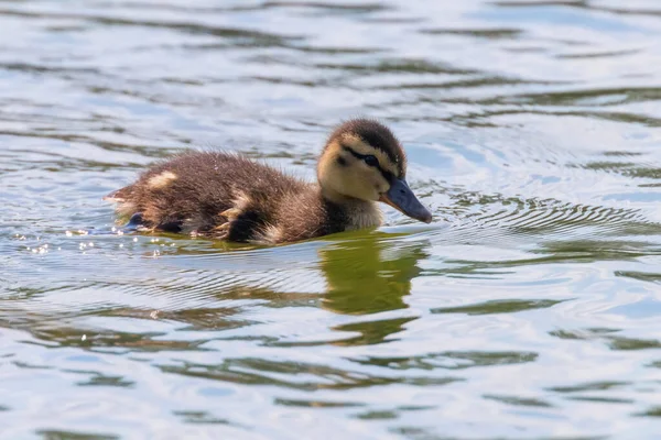 Canard Colvert Bébé Surface Eau Canetons Natation — Photo