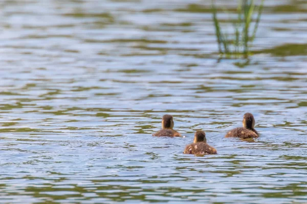 Ducklings Swimming Mallard Duck Babies Water Surface — Stock Photo, Image