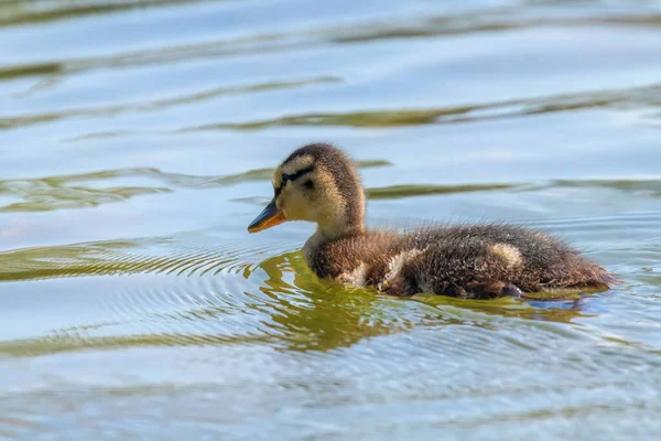 Canard Colvert Bébé Surface Eau Canetons Natation — Photo