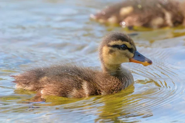 Mallard Πάπια Μωρό Στην Επιφάνεια Του Νερού Παπάκια Κολύμβηση — Φωτογραφία Αρχείου