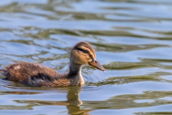 Mallard Πάπια Μωρό Στην Επιφάνεια Του Νερού Παπάκια Κολύμβηση — Φωτογραφία Αρχείου