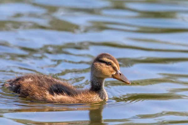 Mallard Πάπια Μωρό Στην Επιφάνεια Του Νερού Παπάκια Κολύμβηση — Φωτογραφία Αρχείου