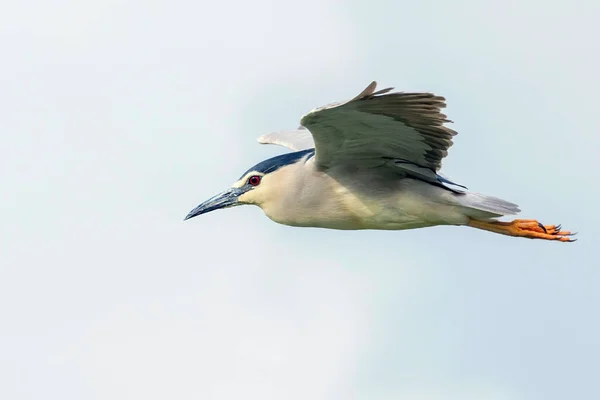 Черная Ночная Цапля Огне Голубого Неба Nycticorax Nycticorax — стоковое фото