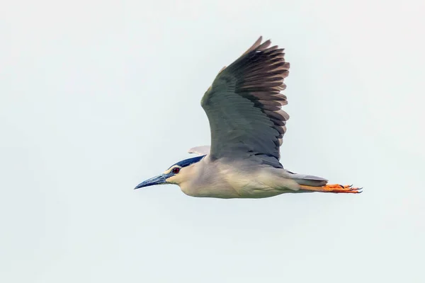 Черная Ночная Цапля Огне Голубого Неба Nycticorax Nycticorax — стоковое фото