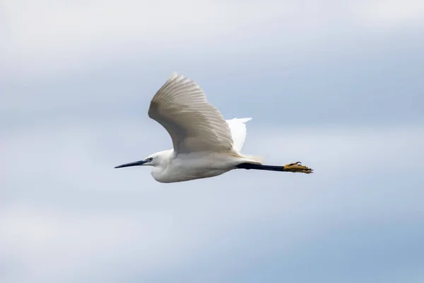 Pequeno Egret Voo Egretta Garzetta Pequeno Garça Branca — Fotografia de Stock