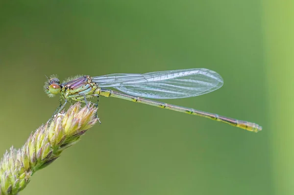 Beautiful Dragonfly Grass Close Стрекоза Летнее Утро — стоковое фото