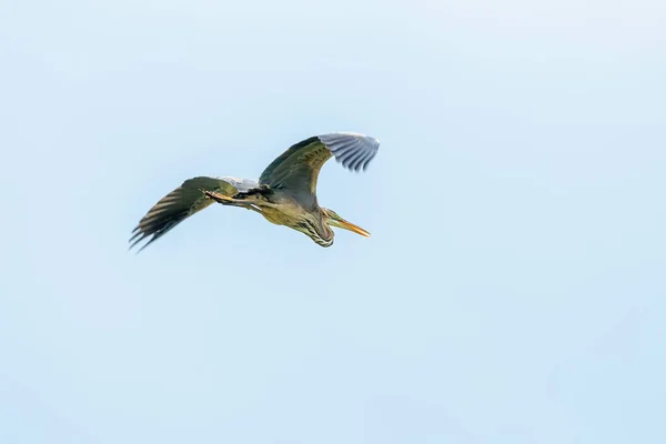 Purple Heron Στην Πτήση Blue Sky Ardea Cinerea — Φωτογραφία Αρχείου