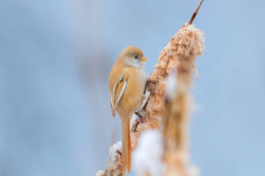 Şirin küçük kuş, sakallı memeler, kadın sakallı baştankara (panurus biarmicus)